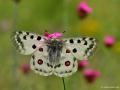 Parnassius apollo (Apollo)